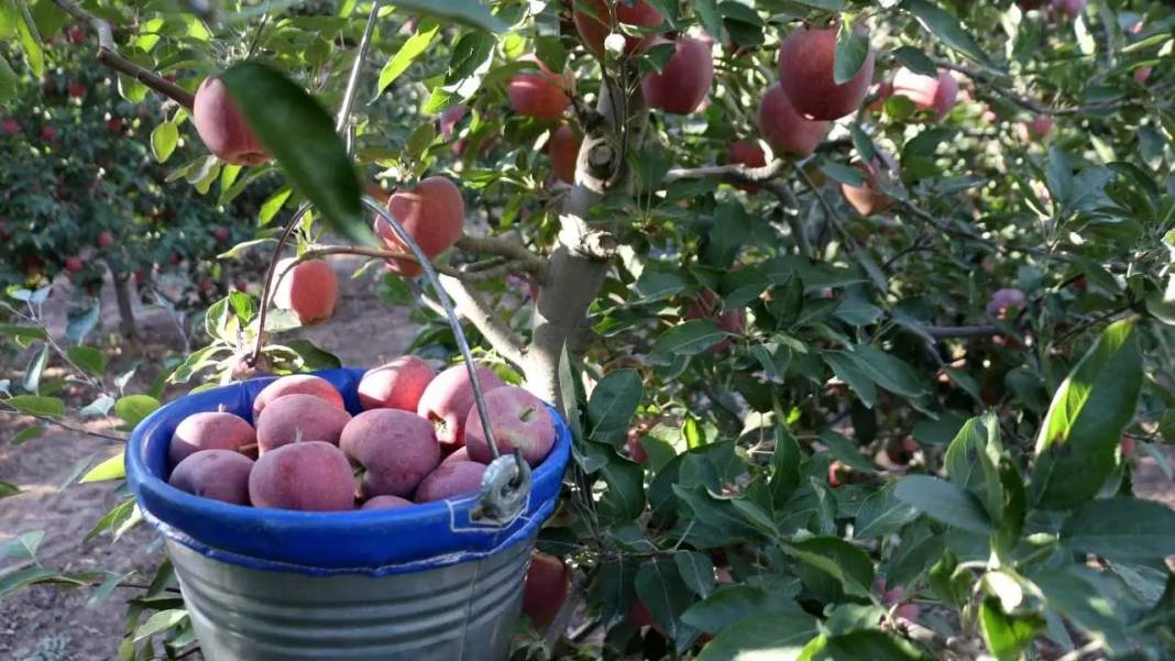 Isparta’da Don ve Kuraklık Gölgesinde Elma Hasadı! Rekoltede Ciddi Düşüş 8